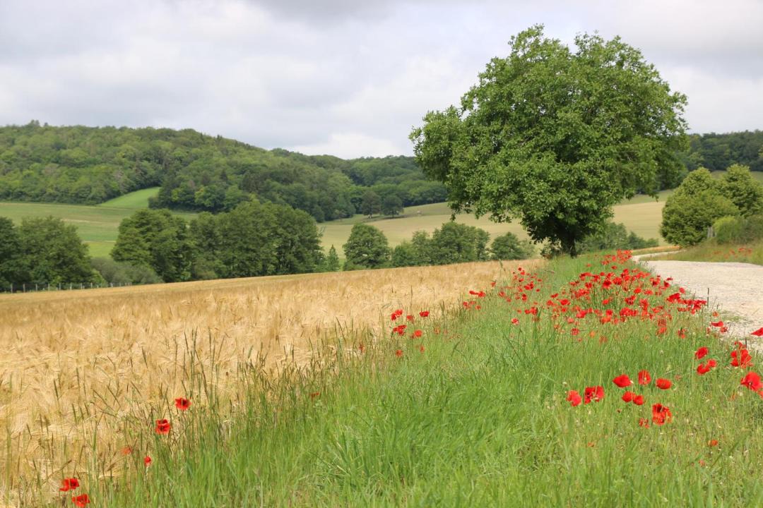 Photo of Outdoor in Culey