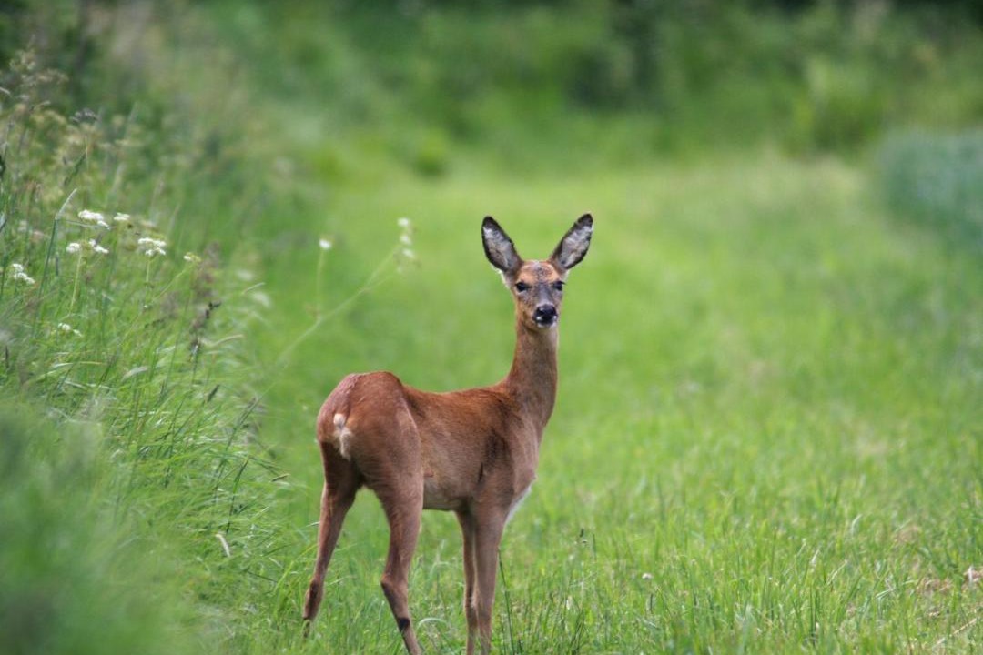 Photo of Others in Hook
