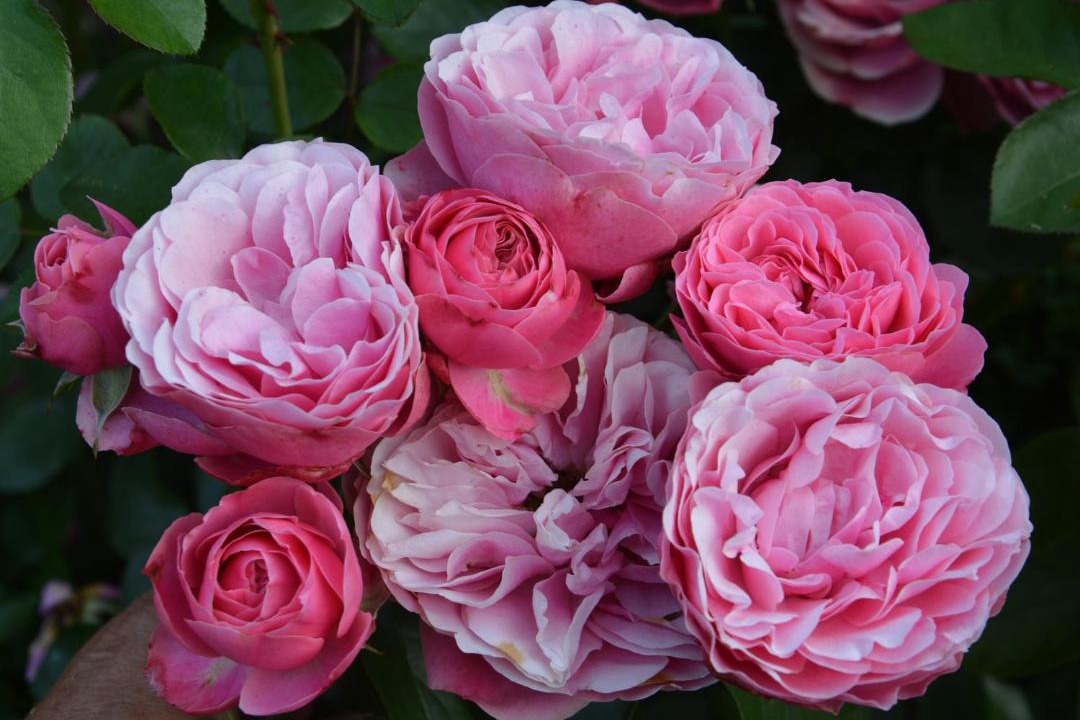 Photo of Others in Hoymille