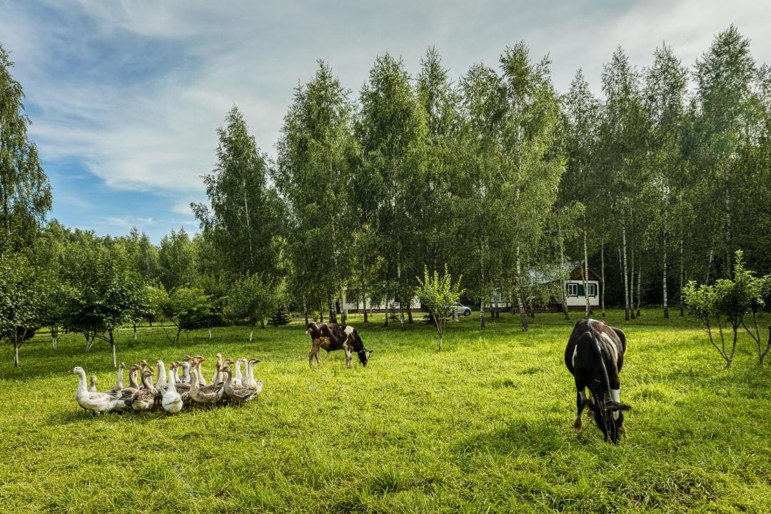 Photo of Others in Lipitskoe