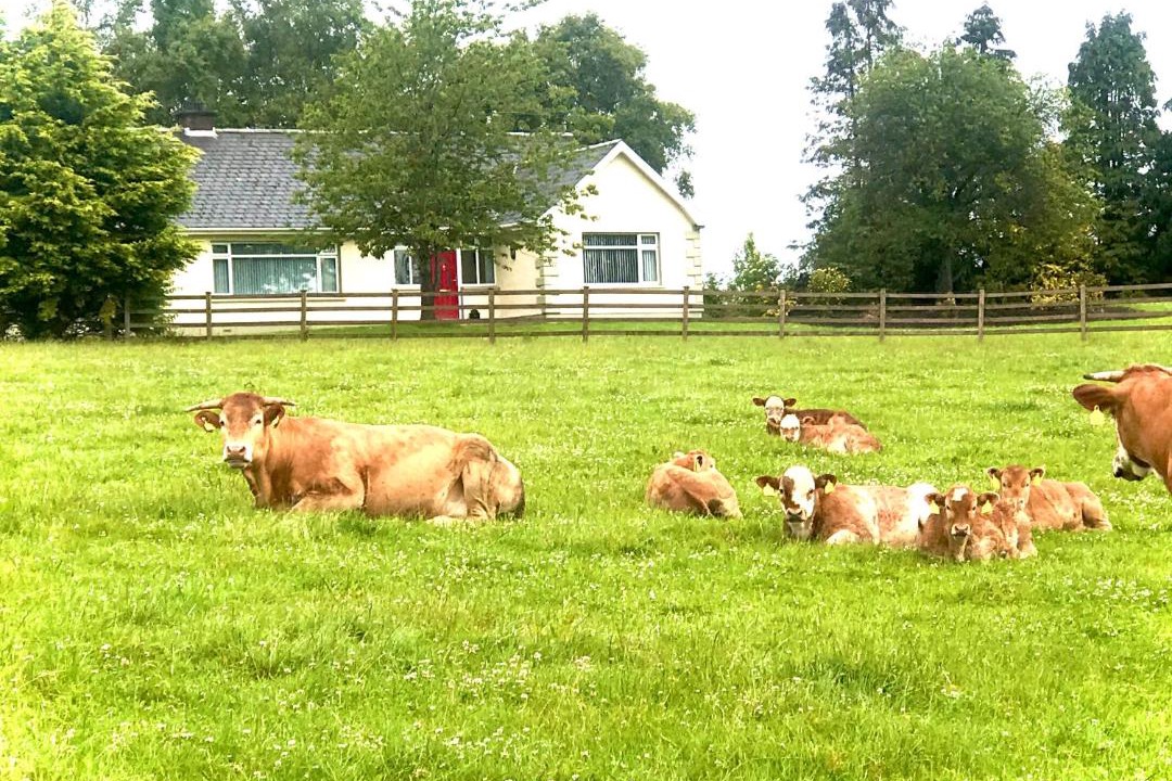 Photo of Others in Craigavon