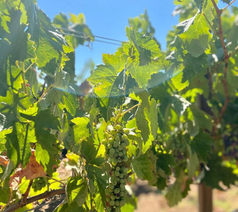 Photo of Others in Valle de Guadalupe