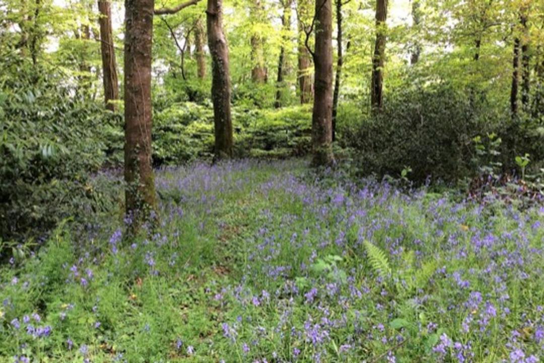 Photo of Outdoor in Tavistock
