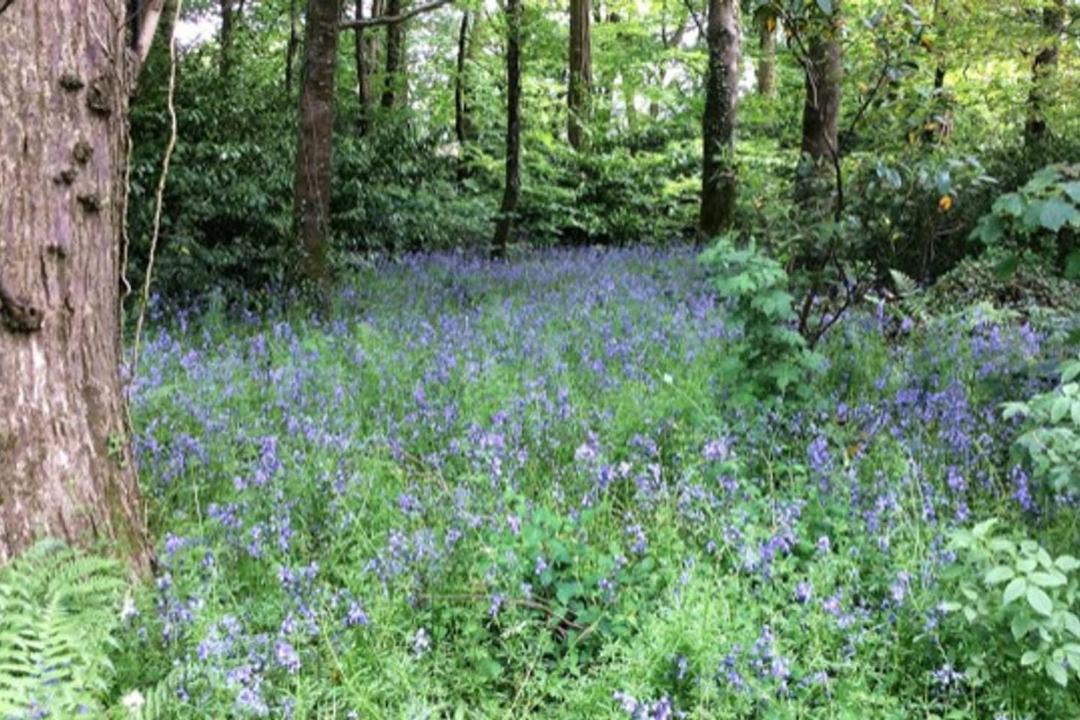 Photo of Outdoor in Tavistock