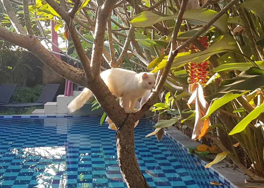 Photo of Others in Sewon