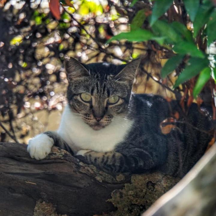 Photo of Others in Sewon