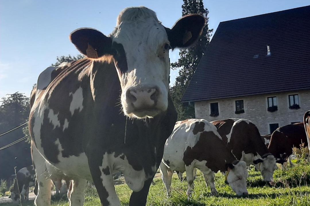 Photo of Buildings in Arcon