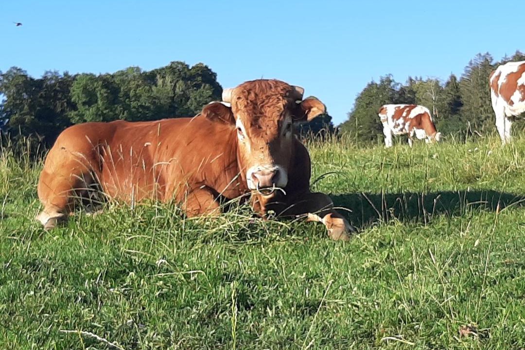 Photo of Others in Arcon