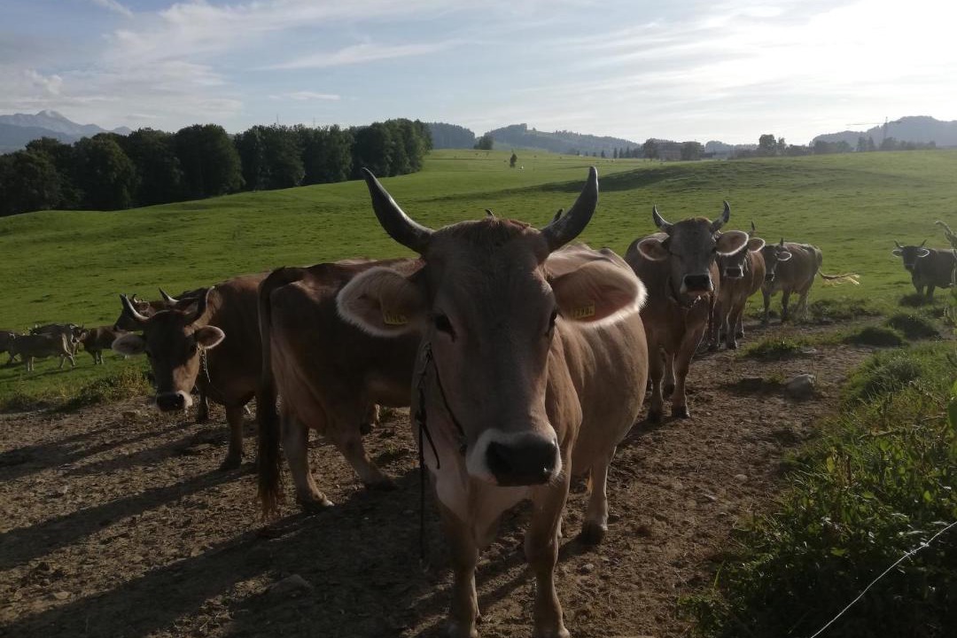 Photo of Others in St. Gallen