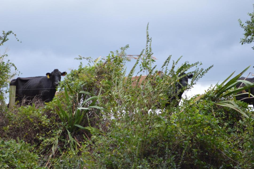 Photo of Others in Matamata