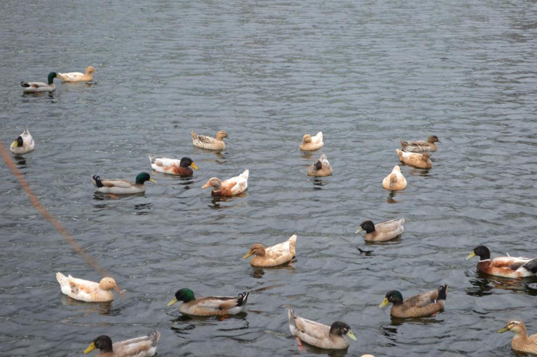 Photo of Human In Picture in Matamata