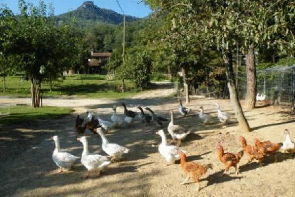 Photo of Others in La Vall d'en Bas