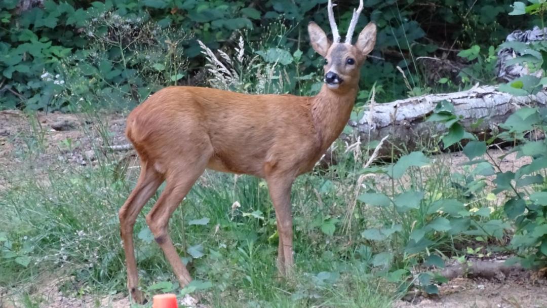 Photo of Others in La Bazoge