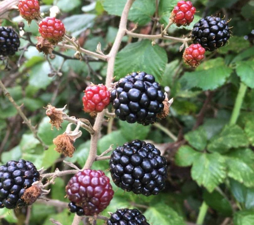 Photo of Outdoor in Rickford