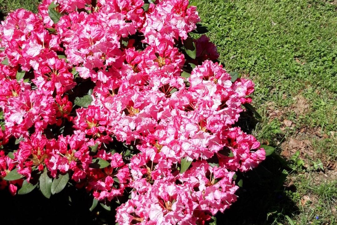 Photo of Others in Cambounes