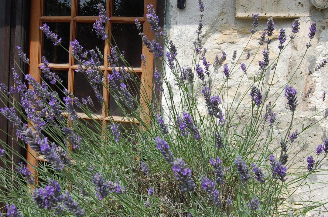 Photo of Others in Champagne-Mouton
