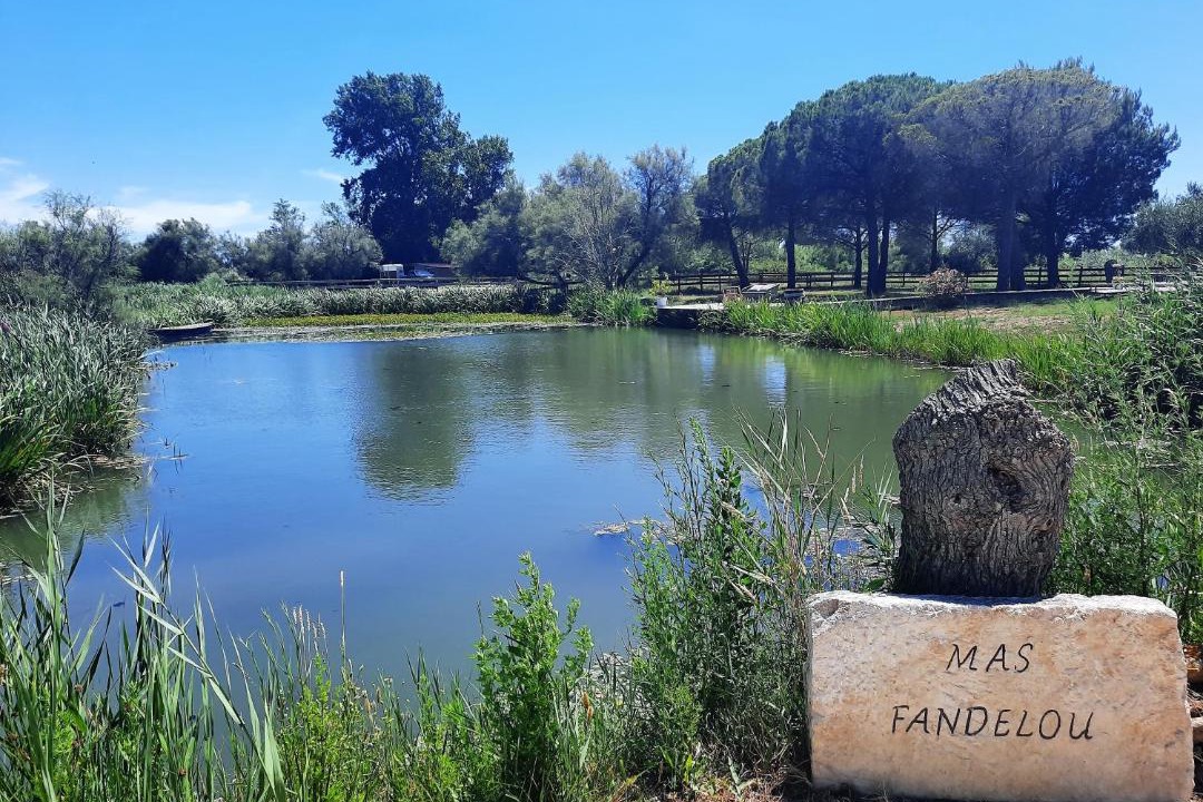 Photo of Others in Saintes-Maries-de-la-Mer