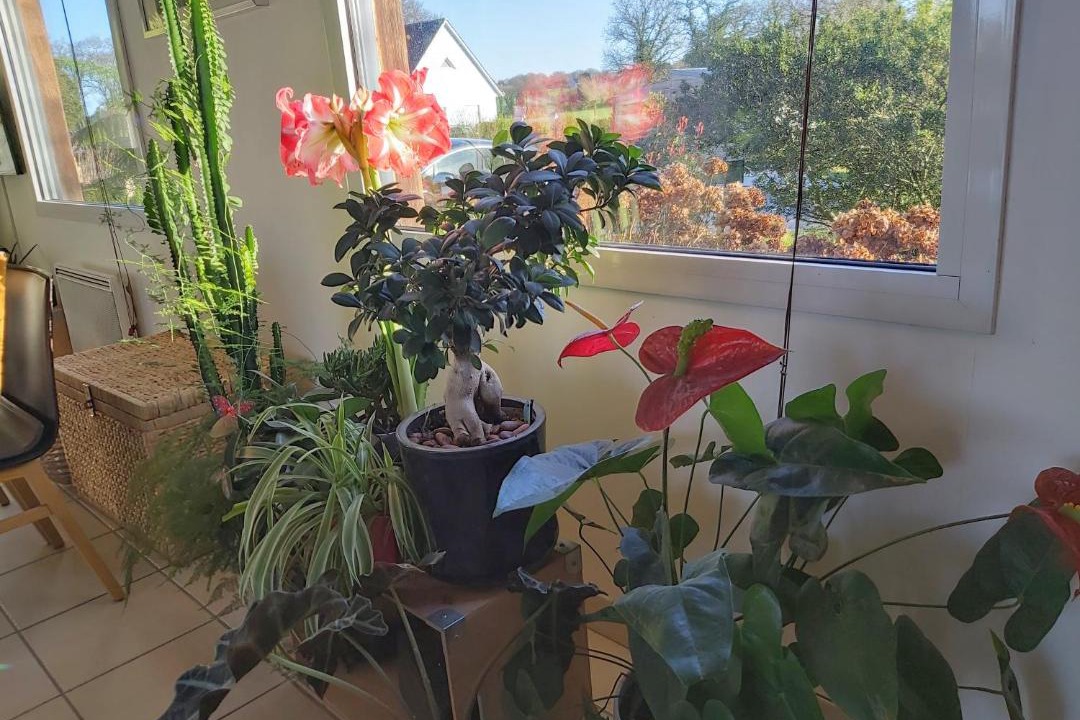 Photo of Others in Ambon