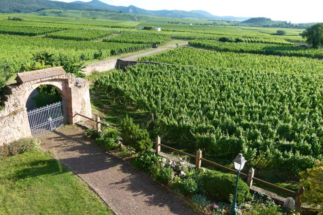 Photo of Others in Mittelwihr