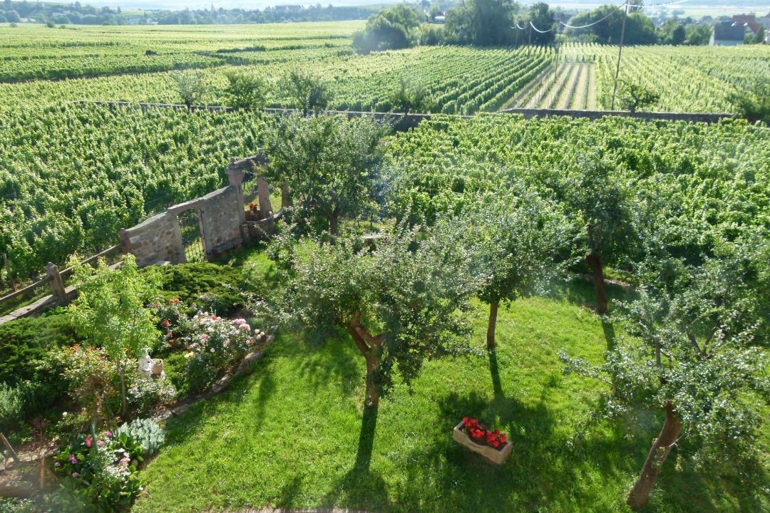 Photo of Others in Mittelwihr