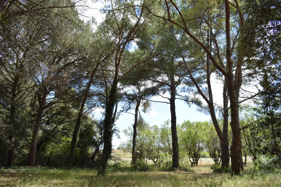 Photo of Outdoor in Lunel-Viel