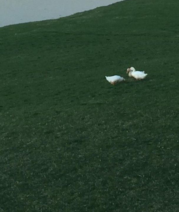 Photo of Others in I-435 West KC-KS
