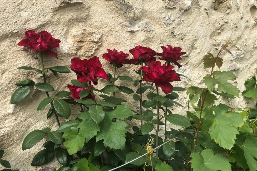 Photo of Outdoor in Illats