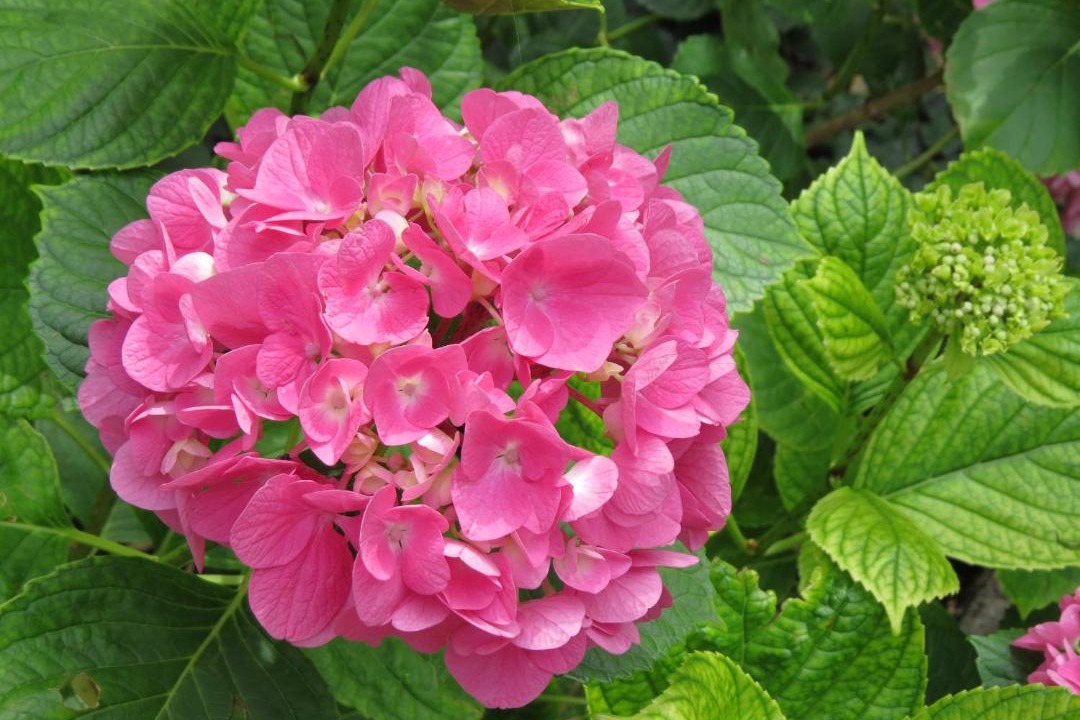 Photo of Others in Saint-Fortunat-sur-Eyrieux