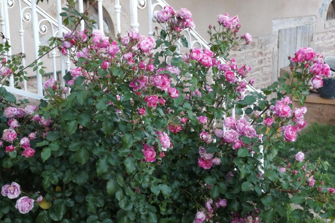 Photo of Others in Saint-Julien