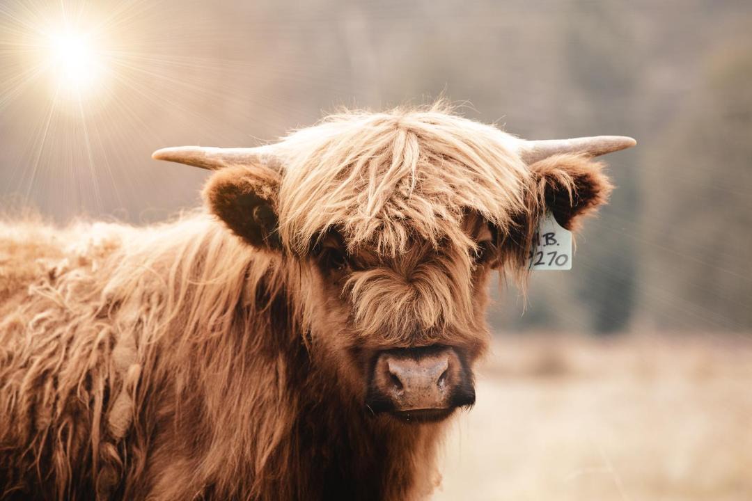 Photo of Others in Cheshunt