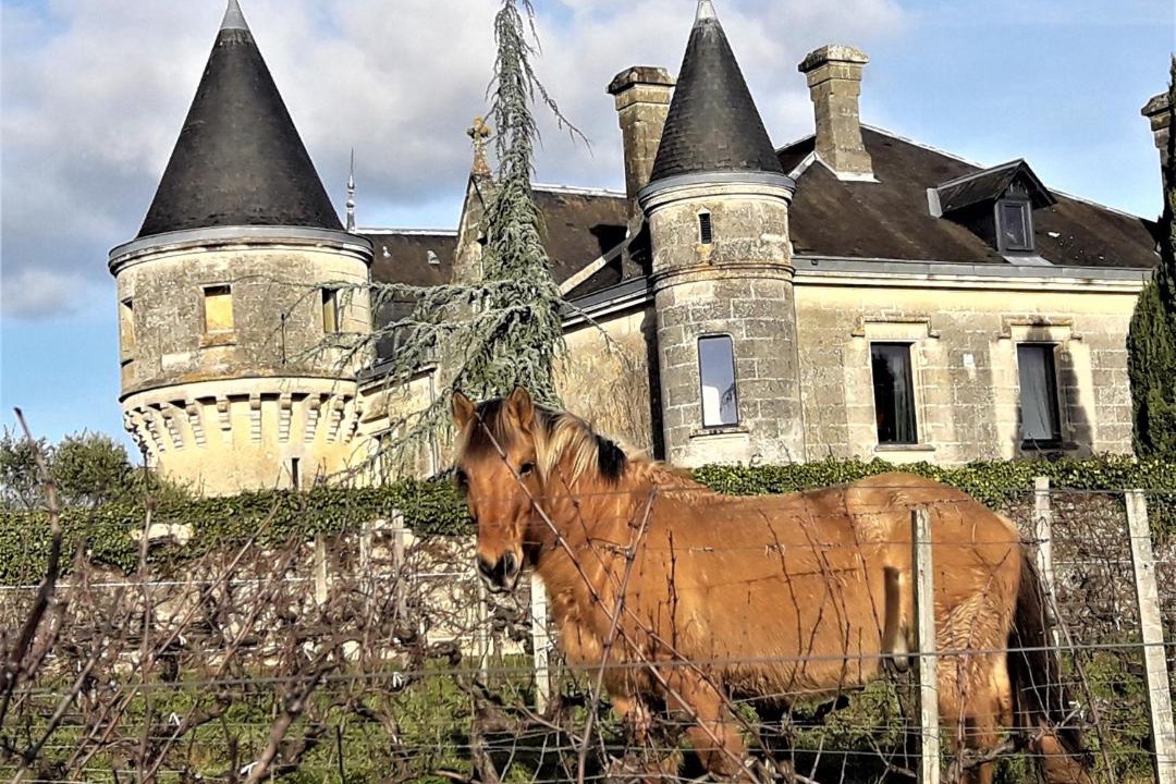 Photo of Others in Bourg-sur-Gironde