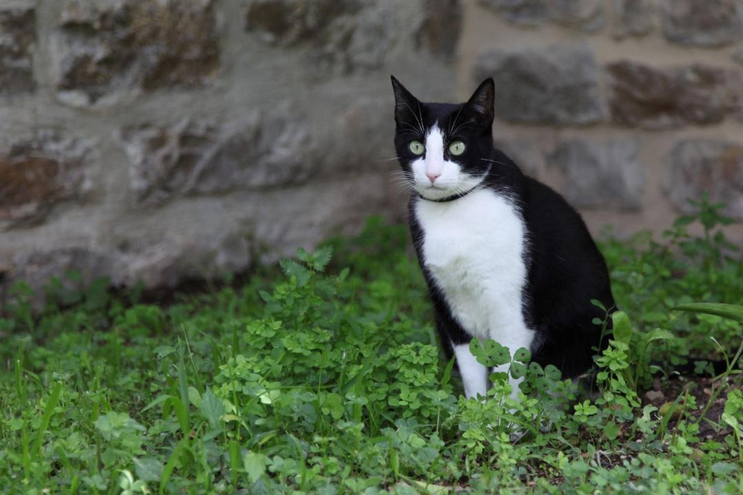 Photo of Others in Cournonterral