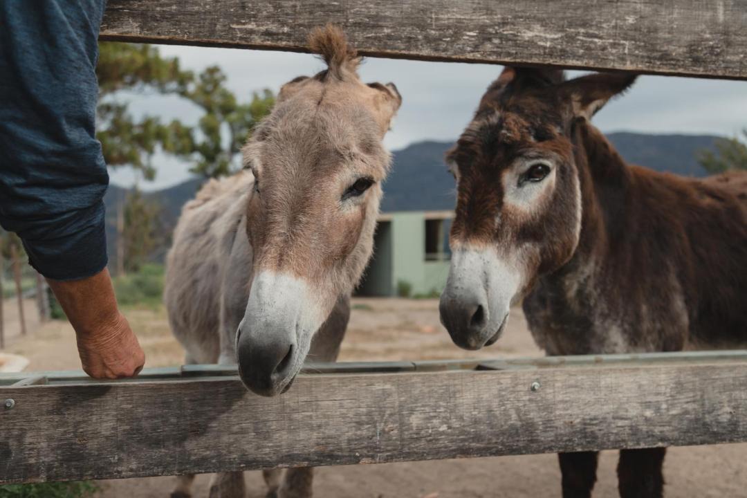 Photo of Others in Kangaroo Valley