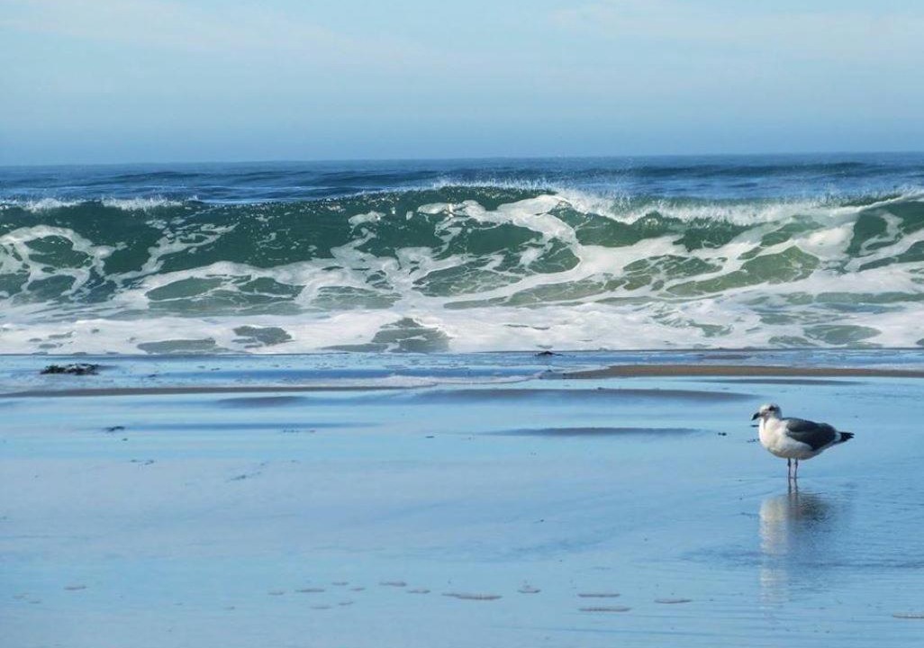 Photo of Others in Dillon Beach
