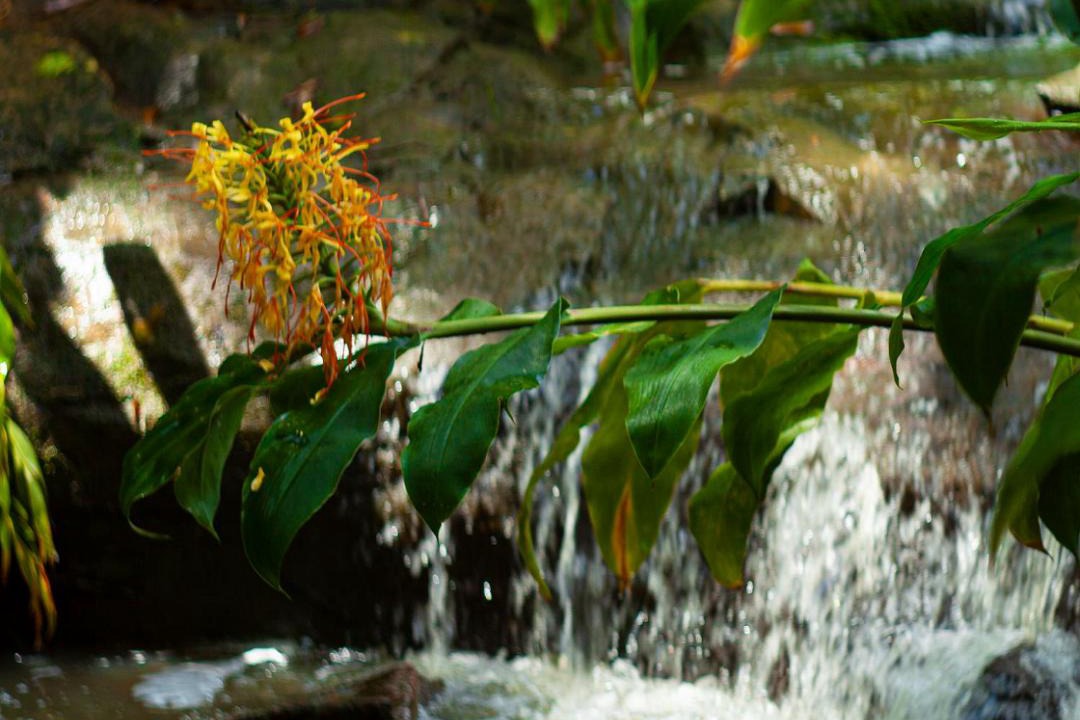 Photo of Others in Limpinwood