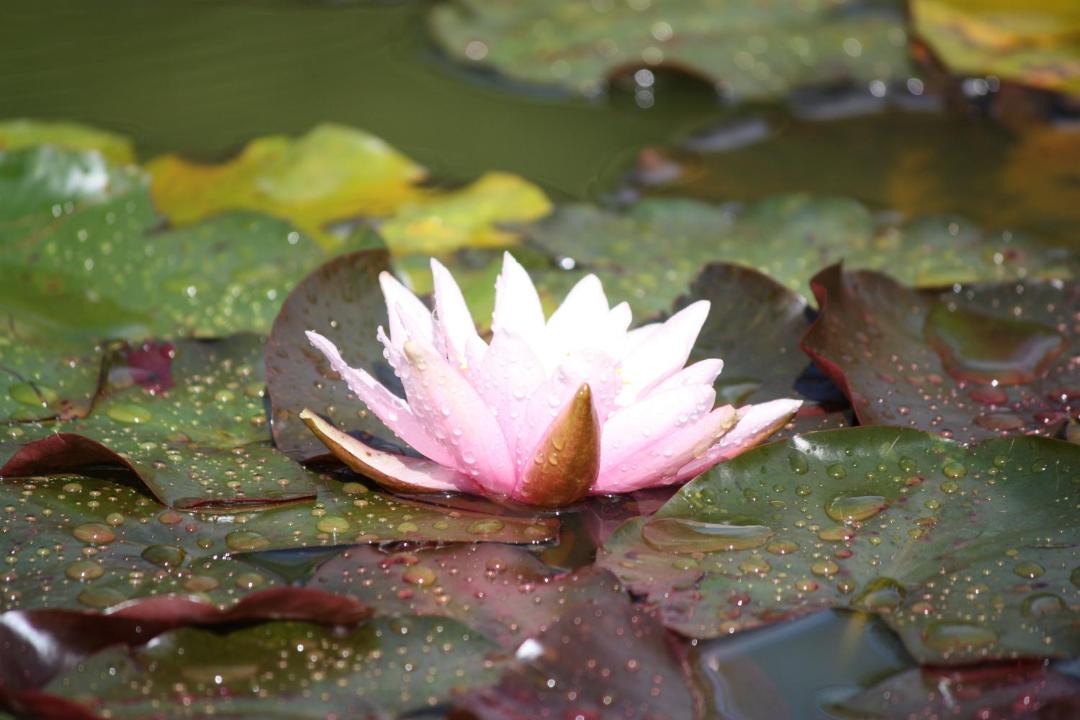 Photo of Others in Barwell