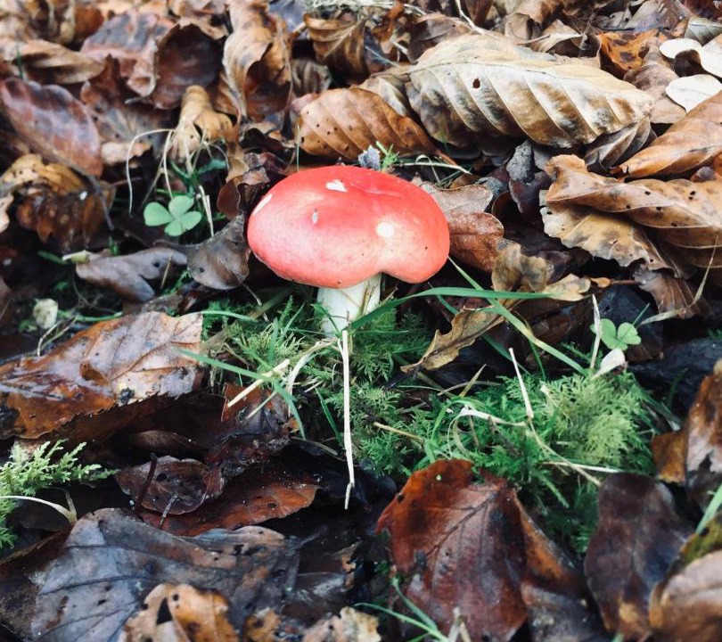 Photo of Others in Beaulieu