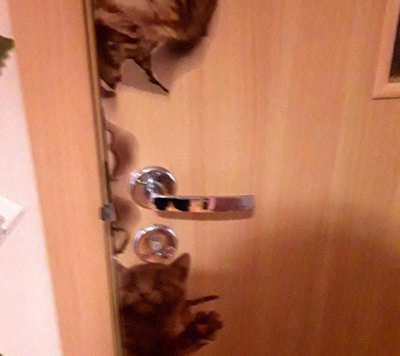 Photo of Others in Gorki Gorod