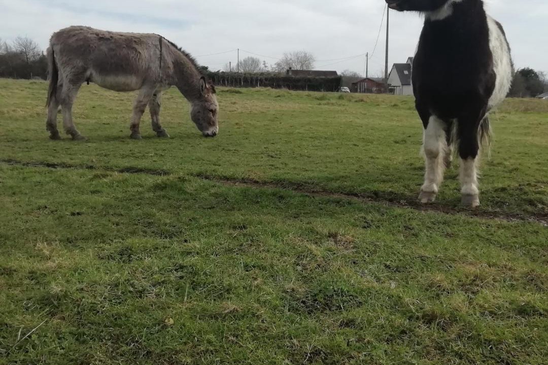 Photo of Others in Le Mesnil-Durand