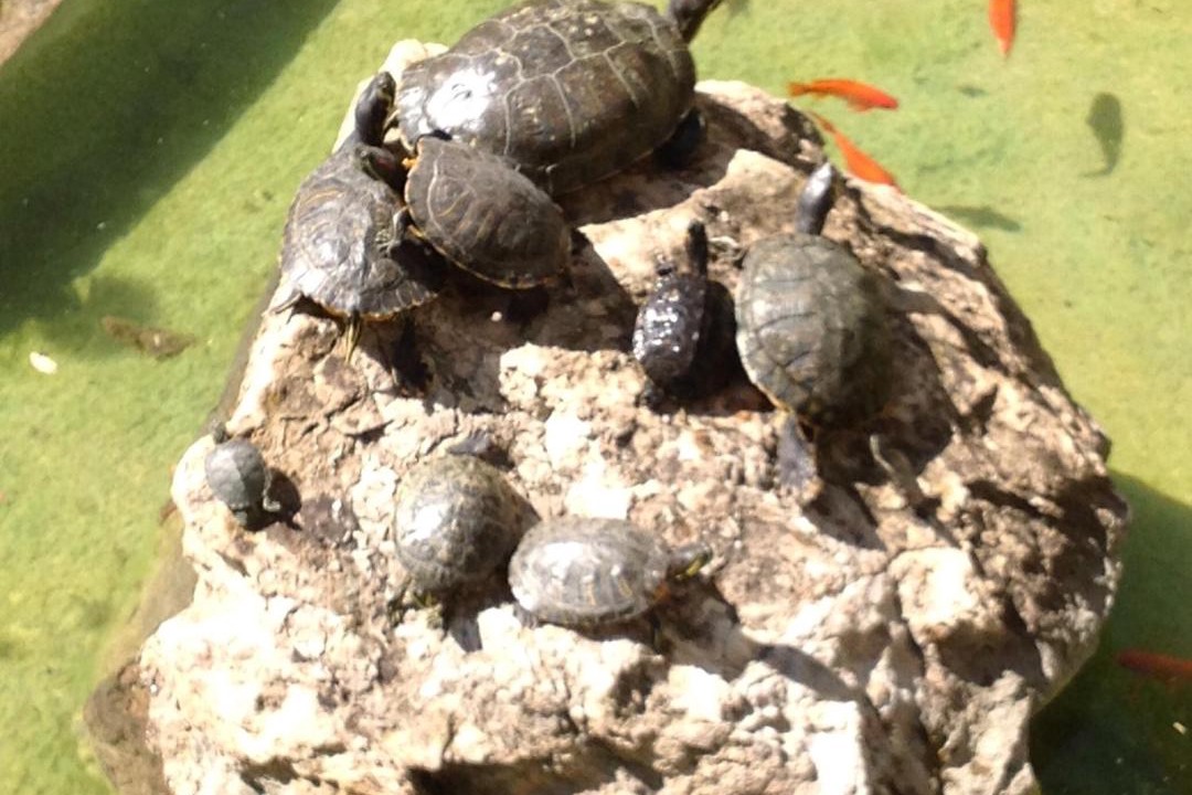 Photo of Others in Calella de Palafrugell