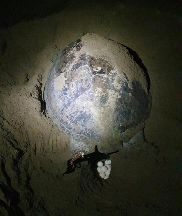 Photo of Others in Sarongan