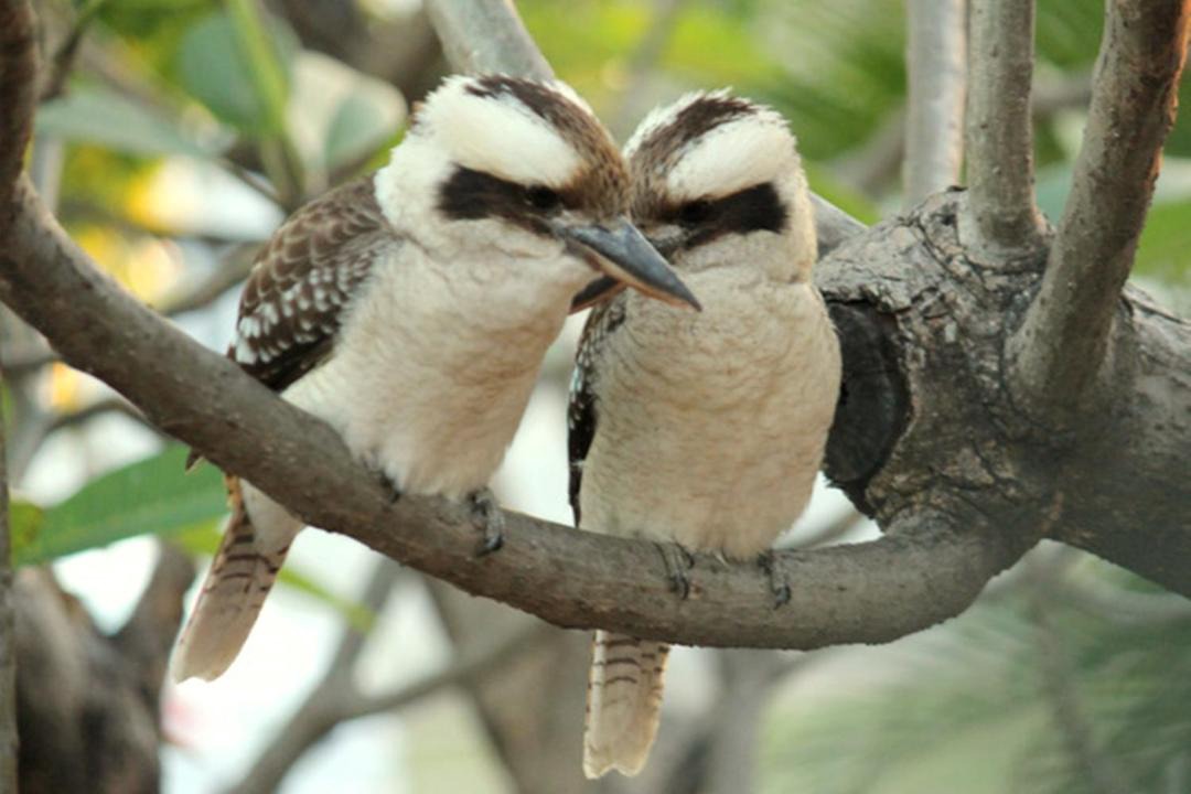 Photo of Others in Aitkenvale