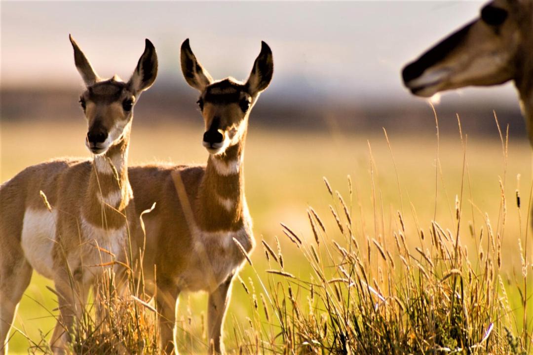 Photo of Others in Pinedale