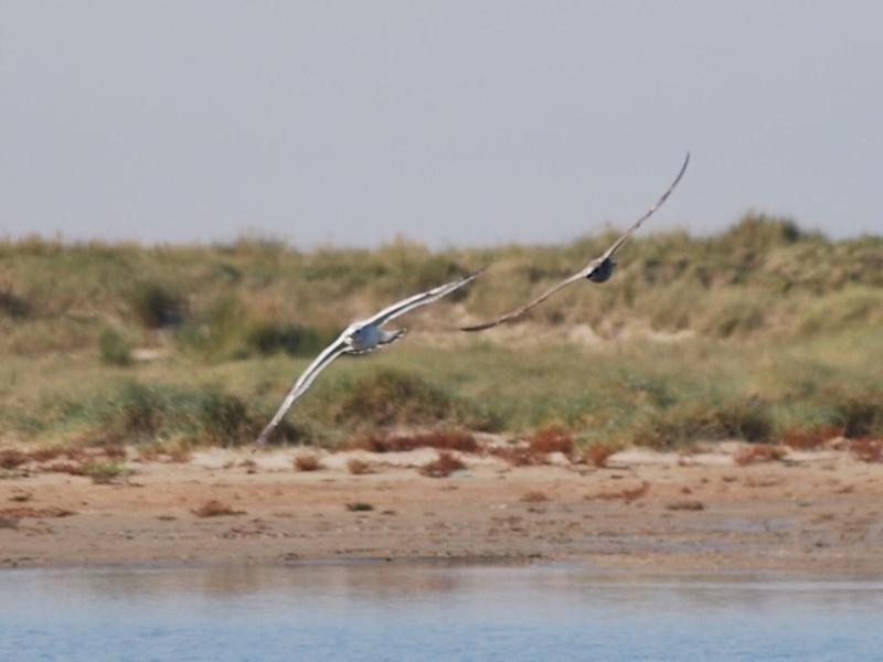 Photo of Others in Oye-Plage