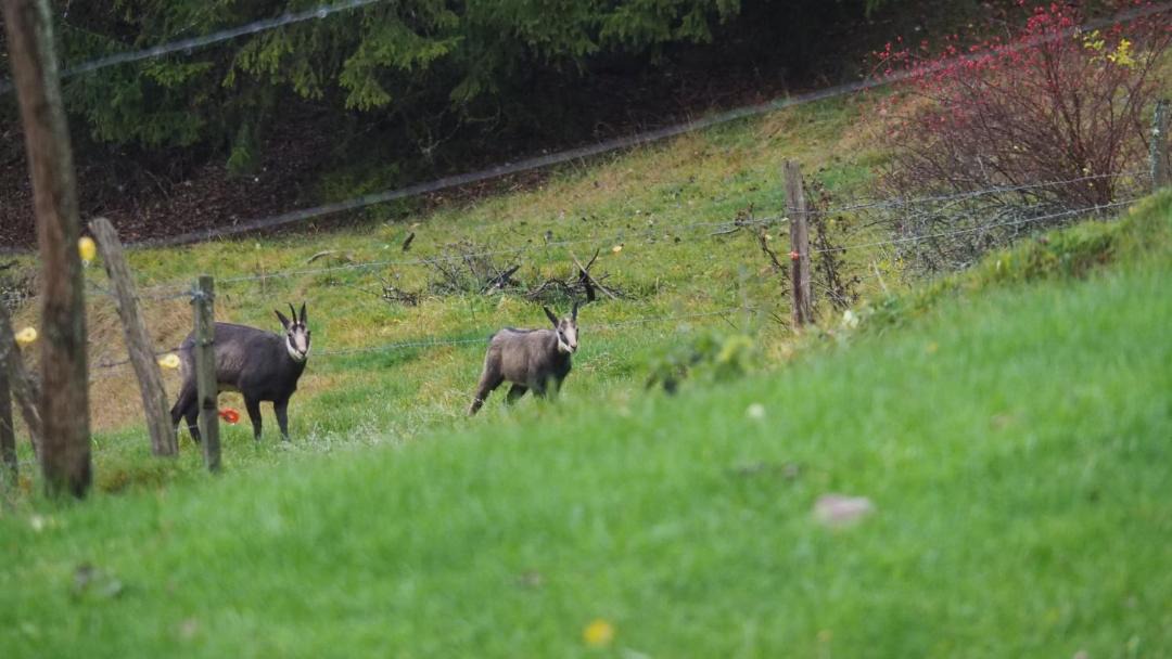 Photo of Others in Le Locle
