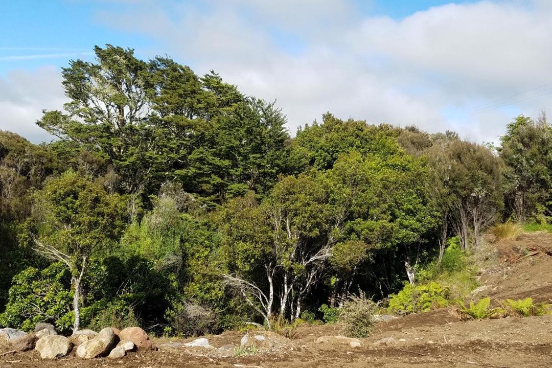 Photo of Others in Horopito