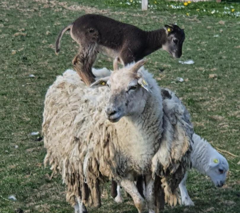 Photo of Others in Faaborg