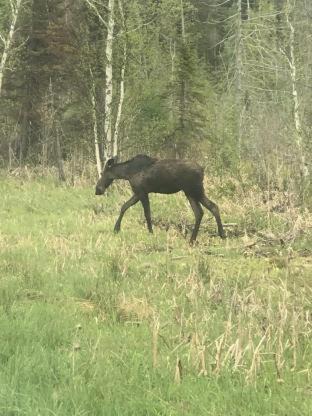 Photo of Others in Iron Mountain
