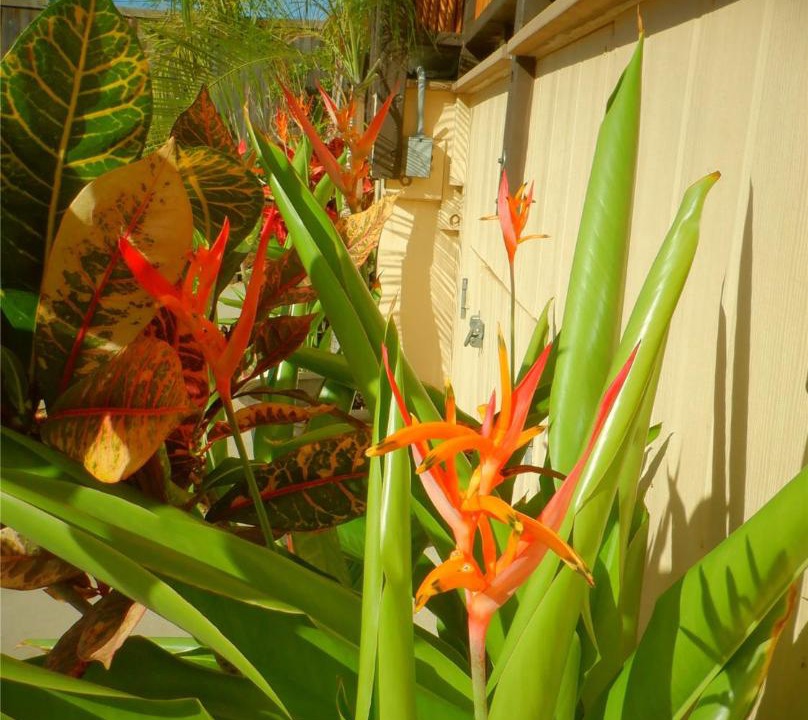 Photo of Others in Historic Lahaina Front Street