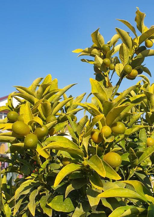 Photo of Outdoor in Loo